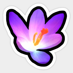 bright purple crocus flower Sticker